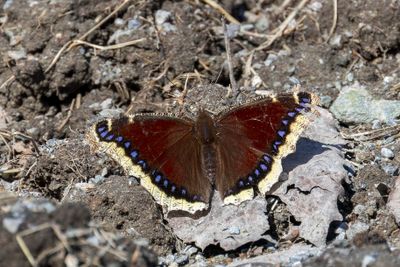 Morio - Mourning Cloak - Nymphalis antiopa - Nymphalidés - (4432)