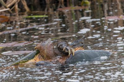 Chlydre serpentine - Common Snapping Turtle - Chelydra serpentina serpentina - Chlydrids