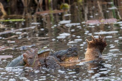 Les Reptiles du Québec