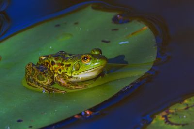 Les Amphibiens du Québec
