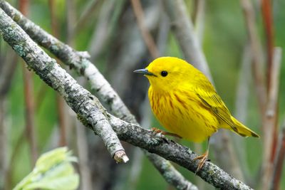 Les oiseaux du Québec 2024