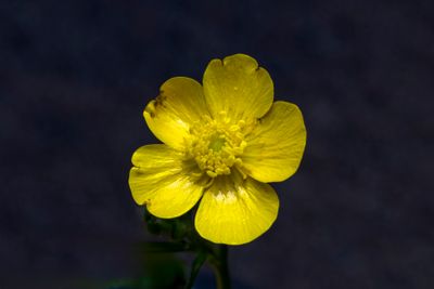 Les Plantes du Québec