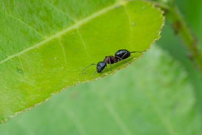 Les Insectes du Québec
