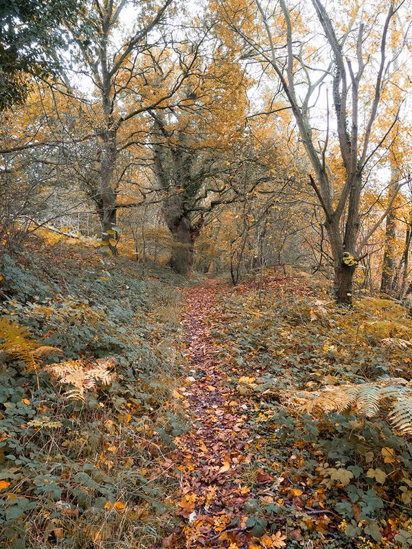a an autumn walk.jpg