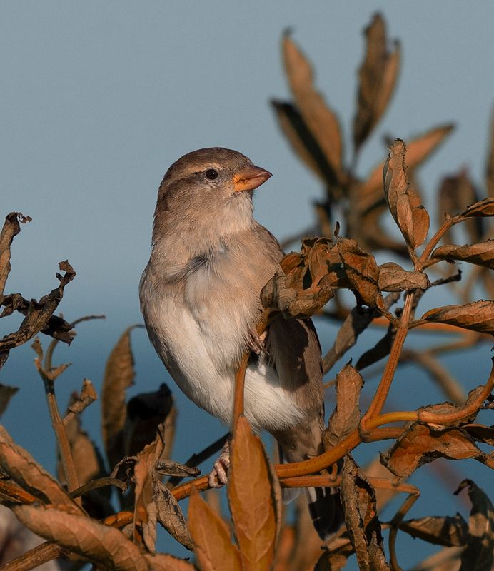 a humble sparrow..jpg