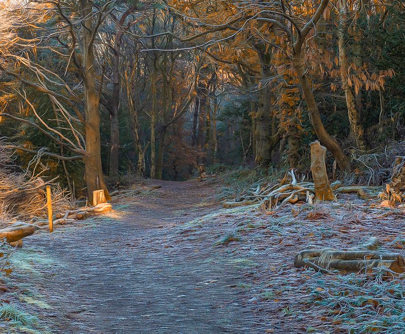 a winter walk in the forest..jpg
