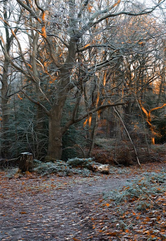 a forest in winter.jpg