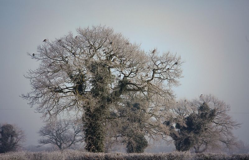 a frozen to the tree.jpg