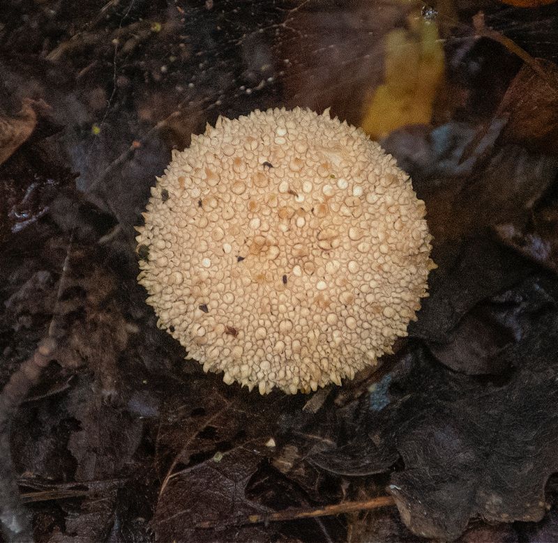 a late fungus.jpg