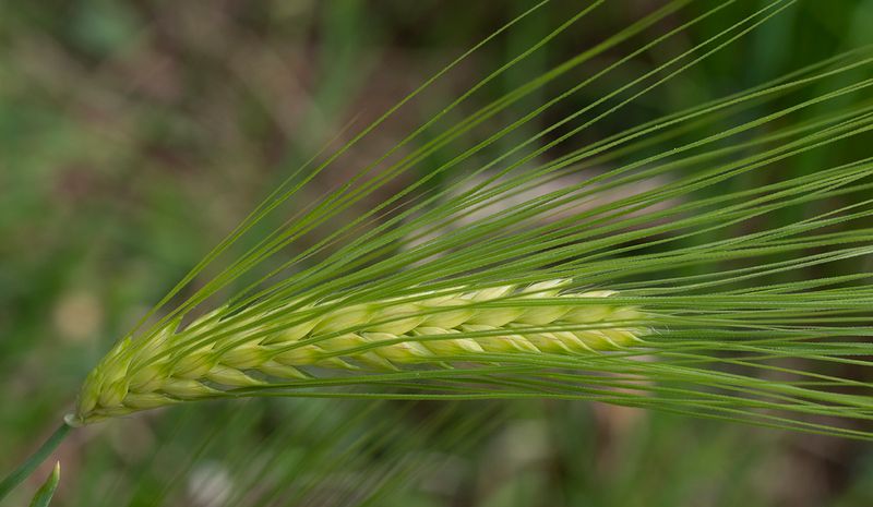 a wheat.jpg