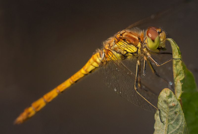 a dragonfly.jpg