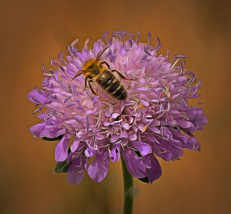 a bee.jpg