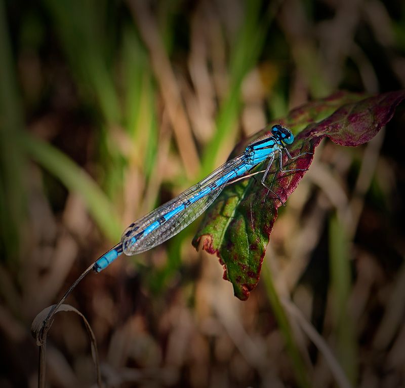 a dragonfly.jpg
