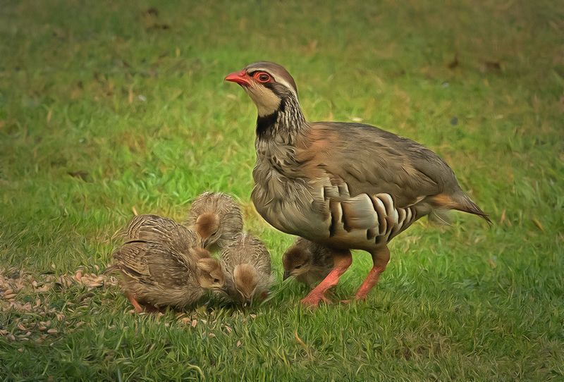 a mum partridge with young.jpg