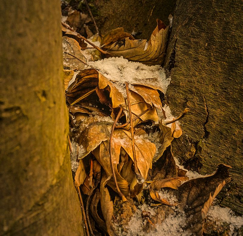 leaves in tree trunk.jpg