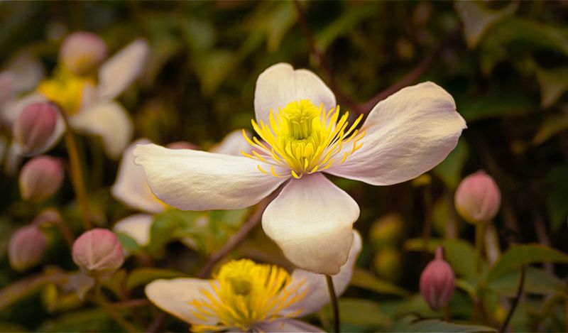 Clematis.jpg