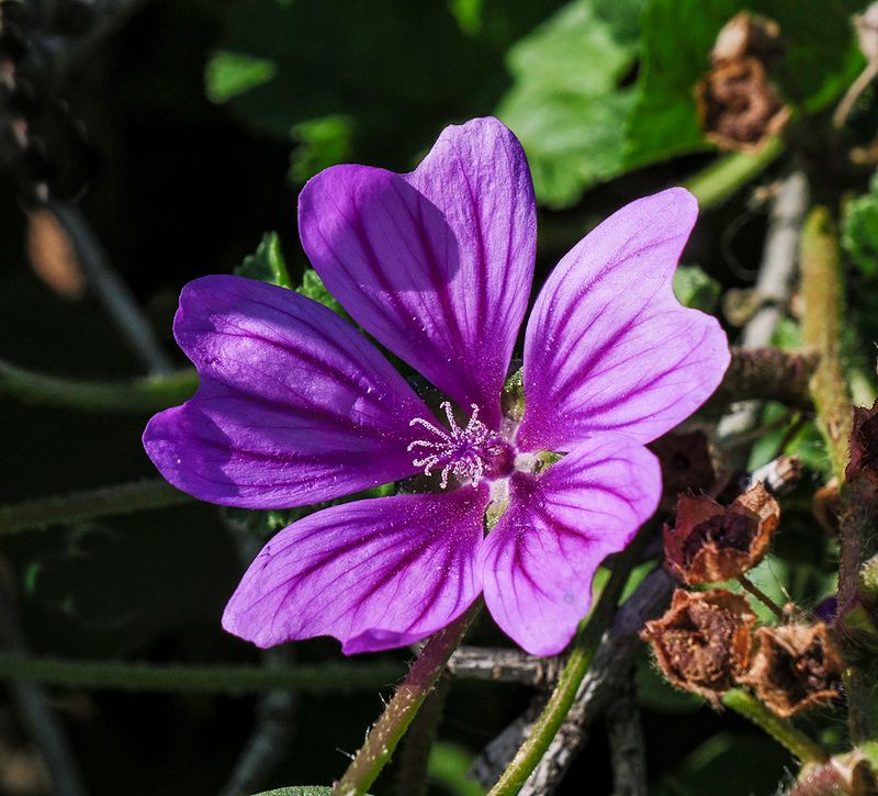 spring has sprung.jpg