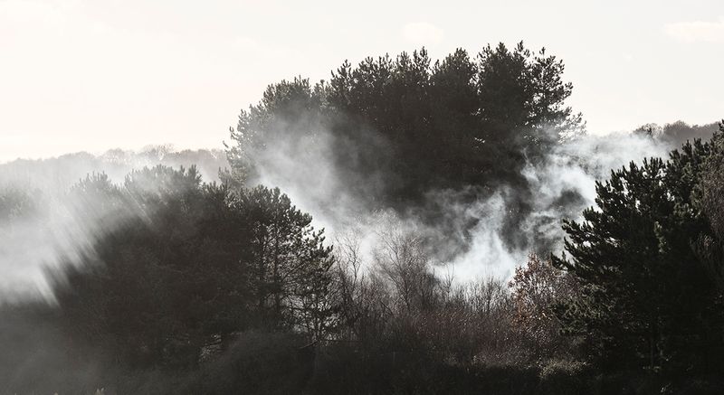 The Mist.jpg