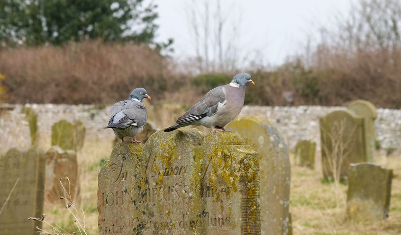 always make time to visit an old friend..jpg