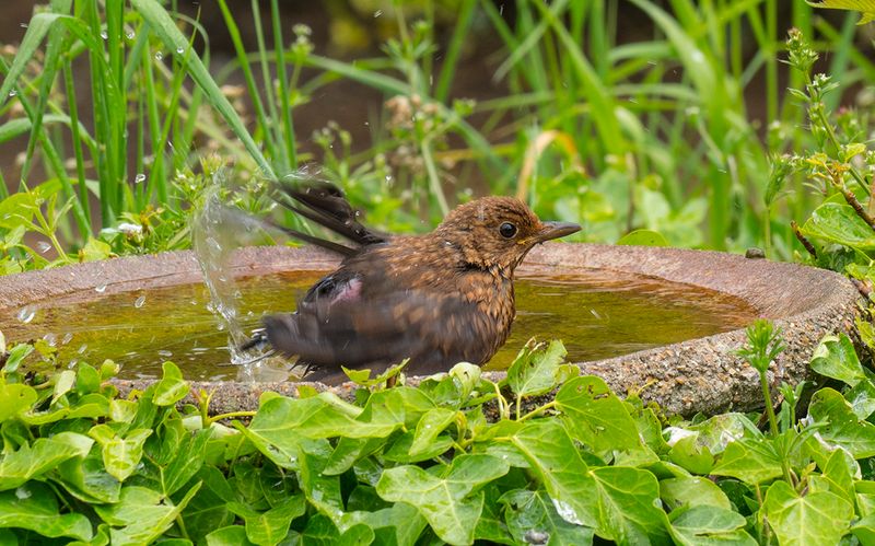 Baby has it`s first Bath.jpg