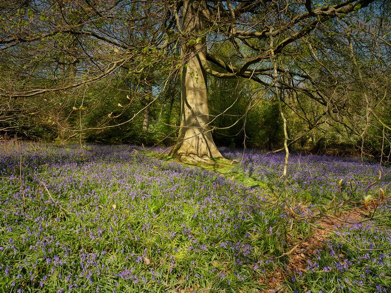 Bluebell Wood..jpg