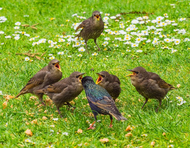 There is always one left out in the Cold..jpg