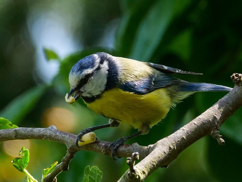 Bluetit..jpg