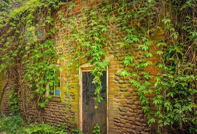 Just like the Ivy on the old garden wall..jpg