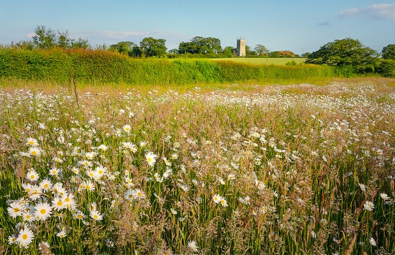 our field before the cut.jpg
