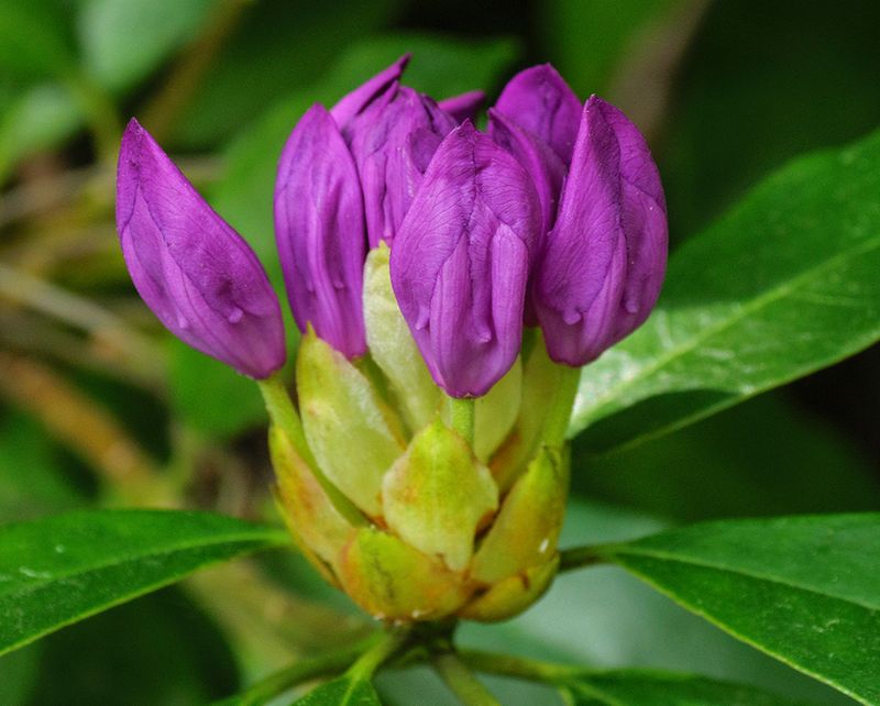 Ready to Bloom..jpg