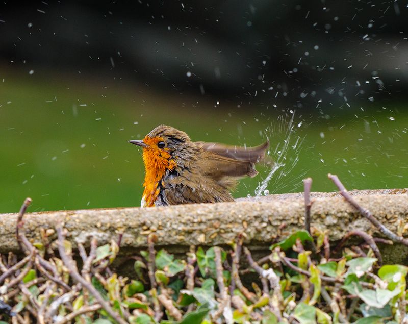 Robin taking a Bath.jpg