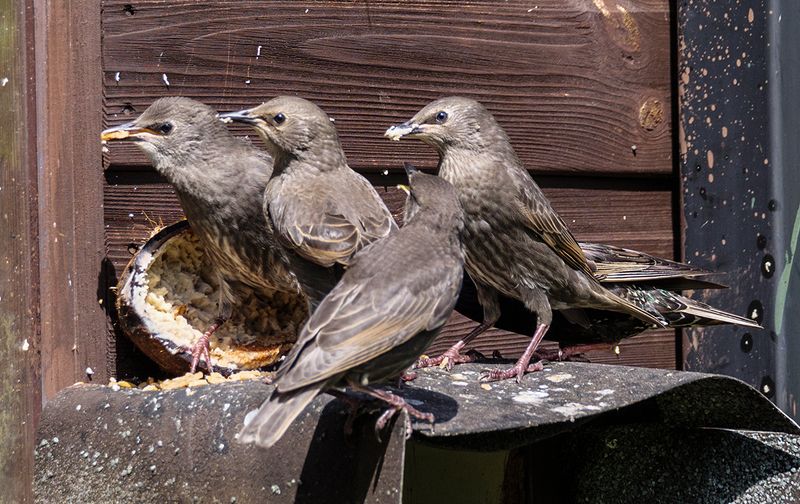 Young Starling Family.jpg