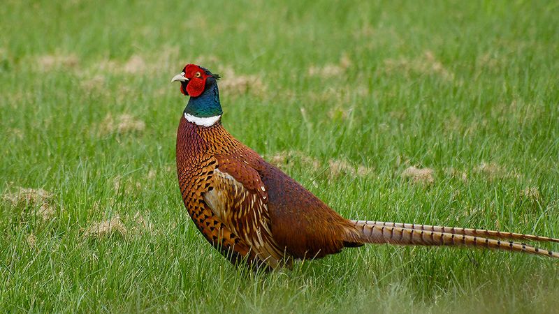 A Plesant Pheasant came to Visit..jpg
