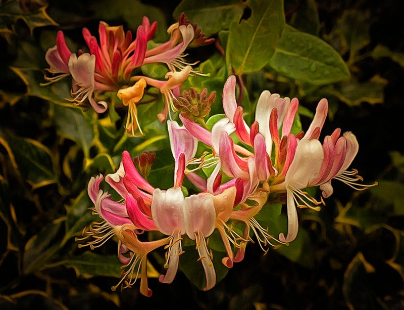 Growing among the holly.jpg