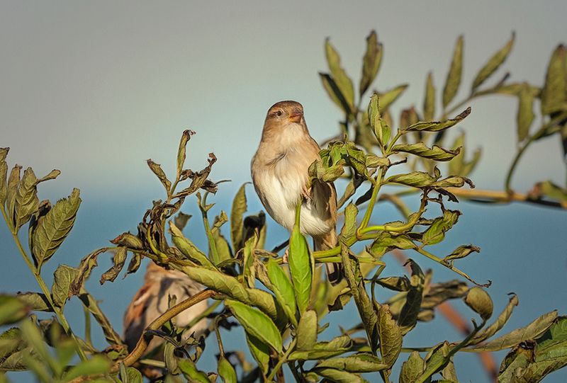 Humble Sparrow Looking On..jpg