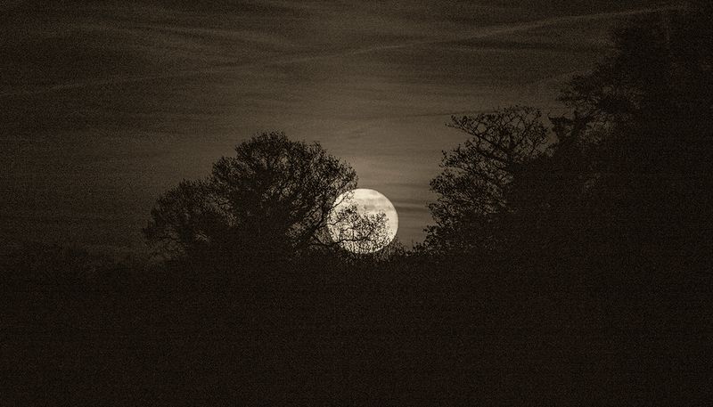 moon rising.jpg