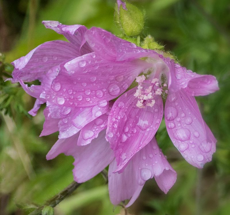 Morning Dew.jpg