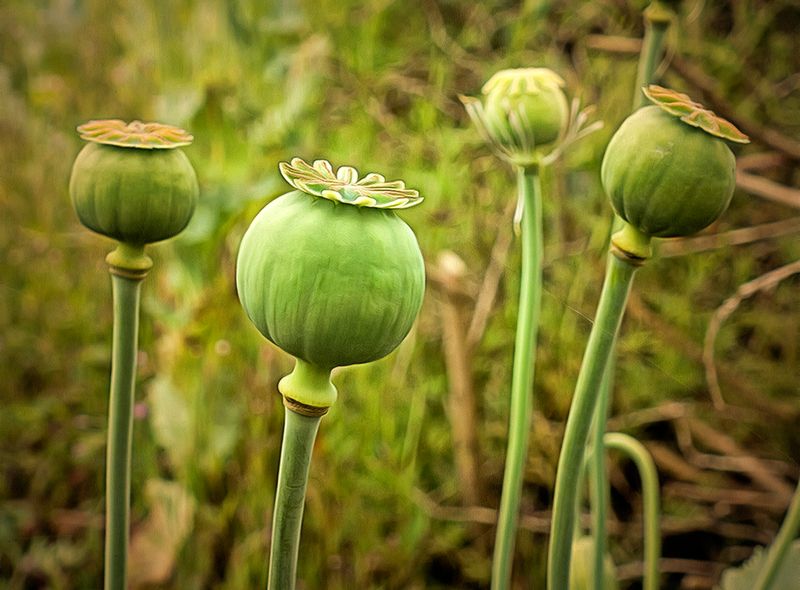 Poppies ready to seed.jpg