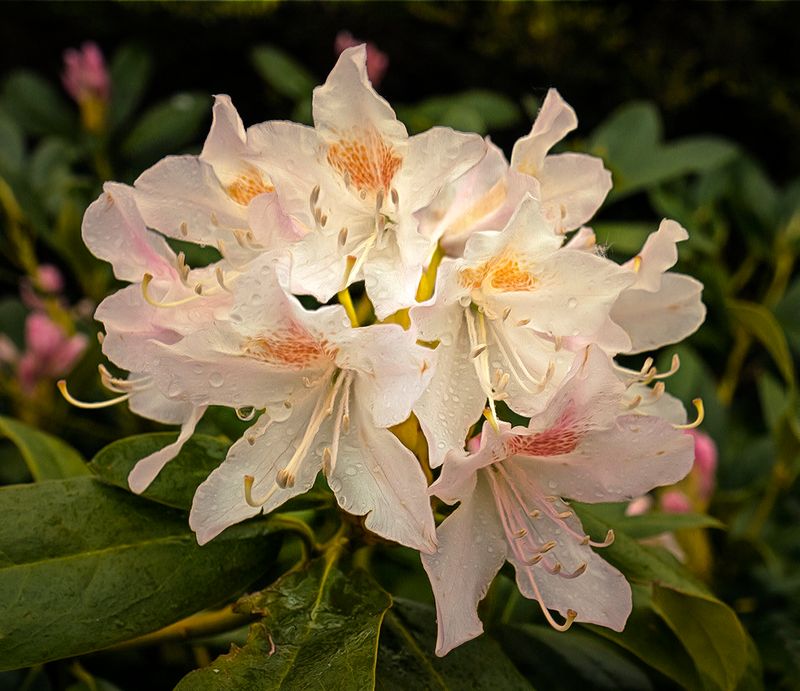 Rhododendron.jpg