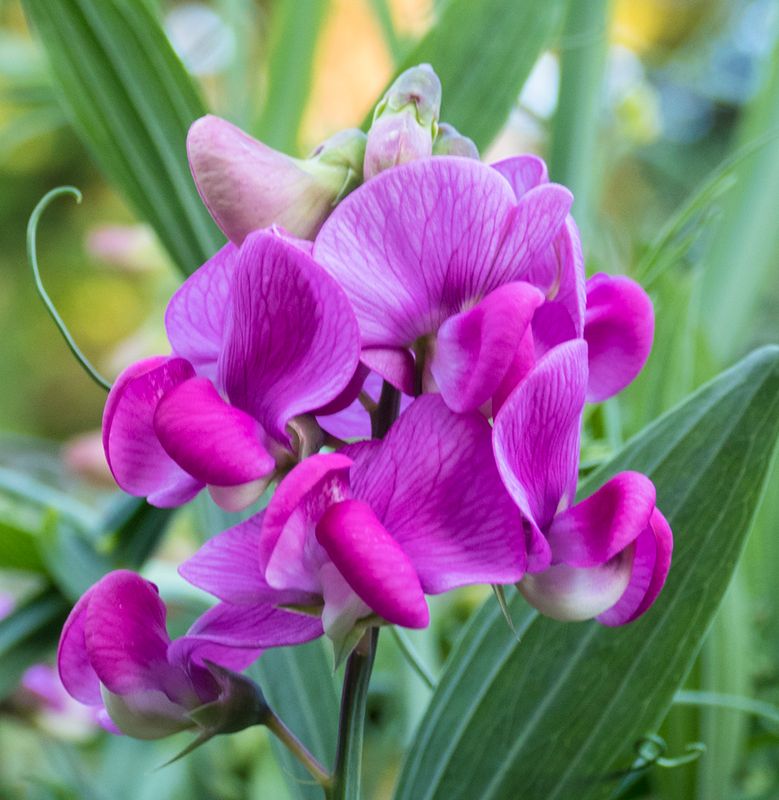 sweet pea.jpg
