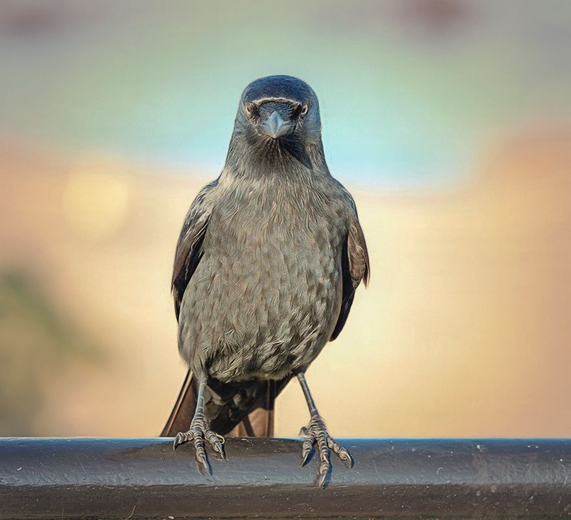 The Stare.jpg