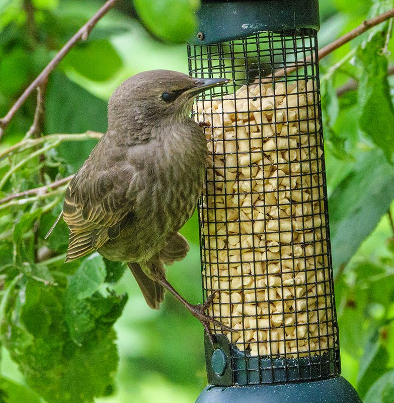 Young Starling at the Feeder..jpg