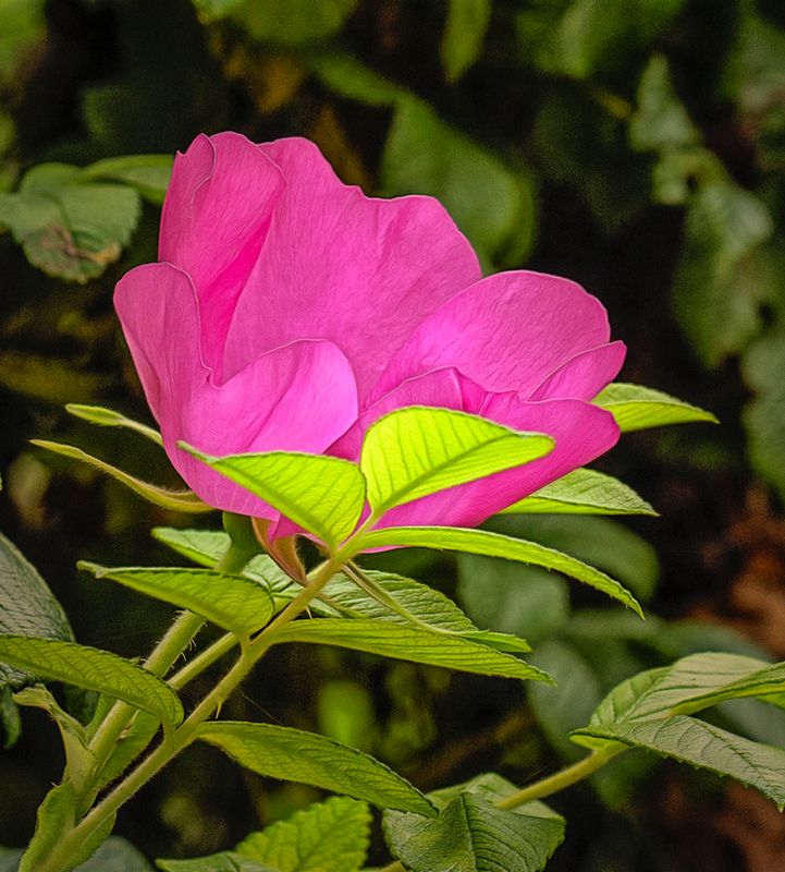 Growing in the Hedge.jpg
