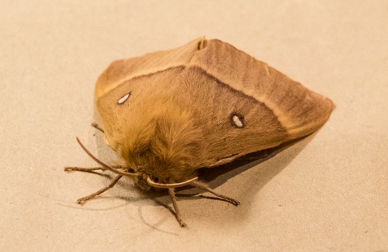 Moth.jpg