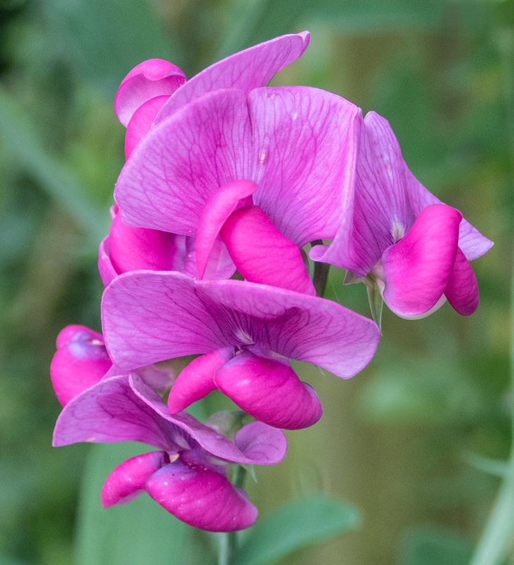 sweet pea 2.jpg