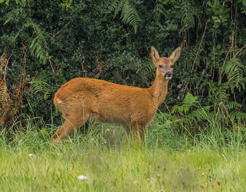 Deer.jpg