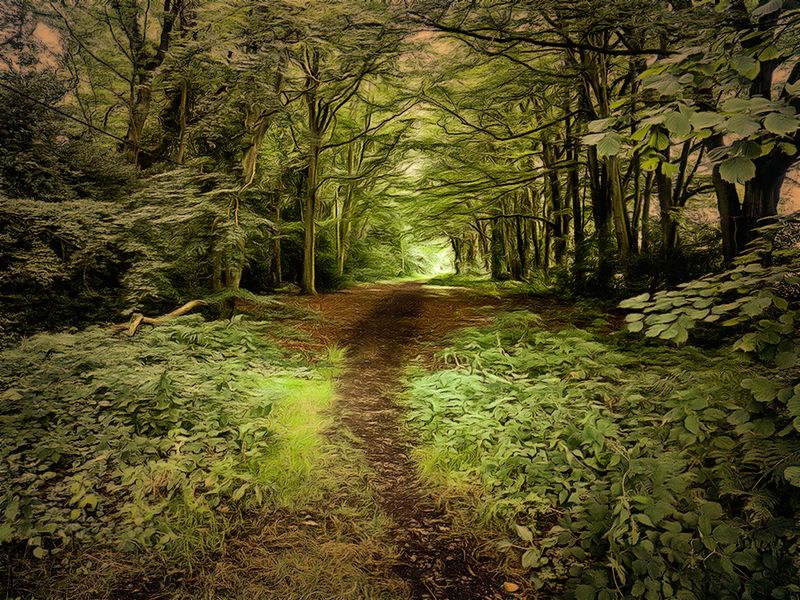 Forest Path.jpg