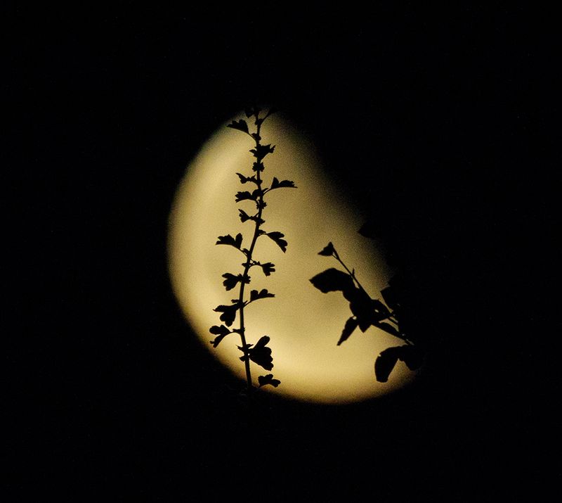 moon through climbimg plants.jpg