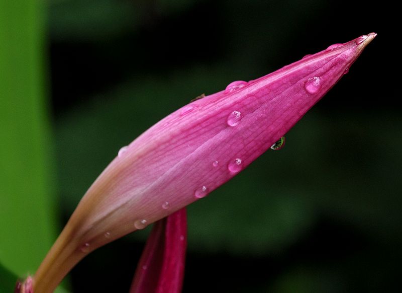 ready to bloom after the shower.jpg
