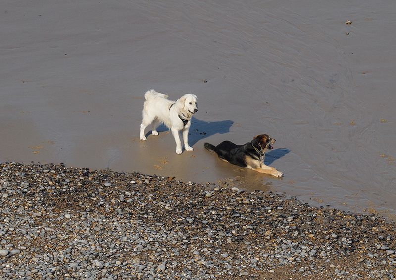 Waitng for the tide for a Doggy paddle..jpg